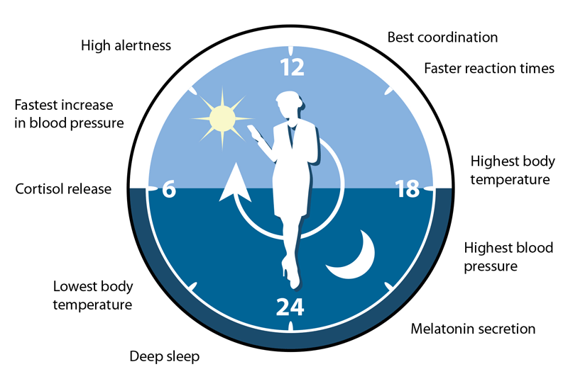 circadian disruption clock