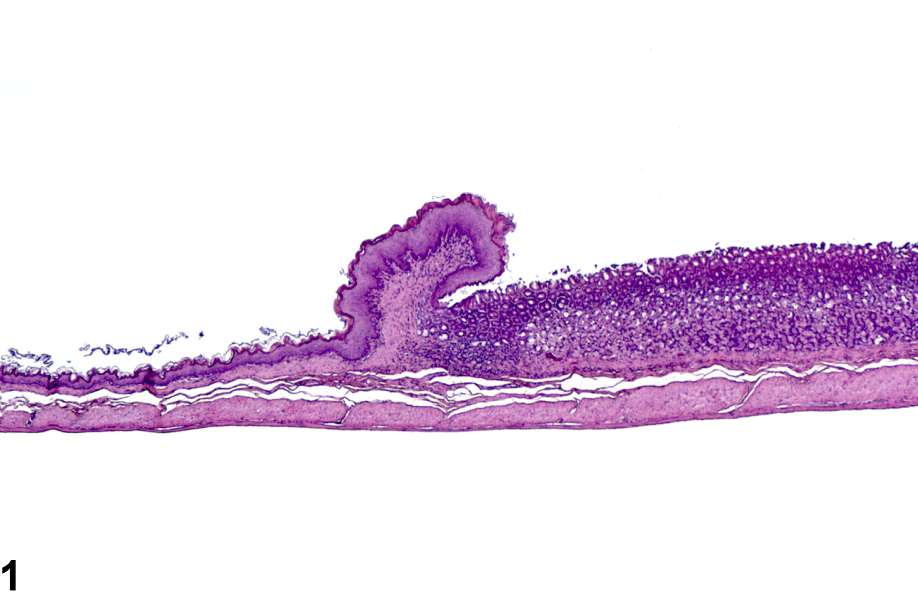 Image of atrophy in the glandular stomach from a male F344/N rat in a subchronic study