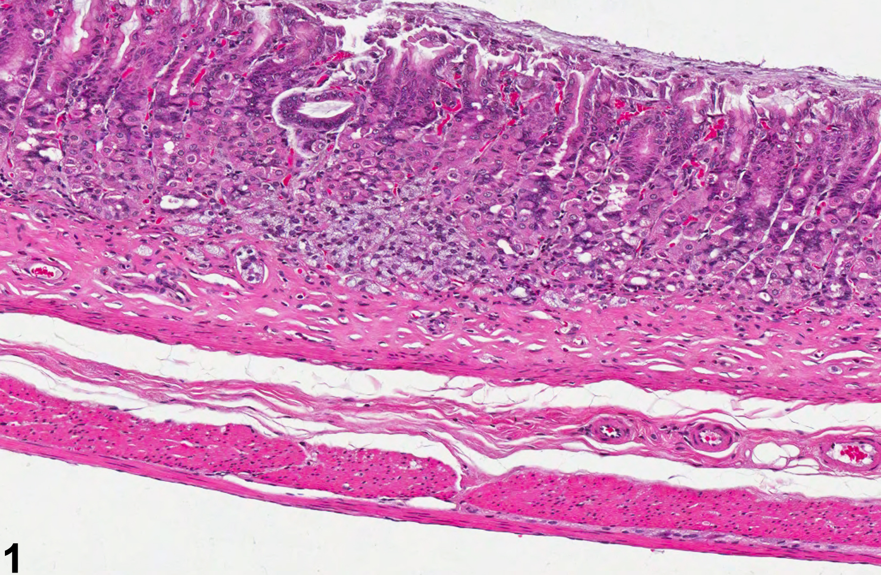 Image of hyperplasia in the glandular stomach epithelium from a female F344/N rat in a chronic study