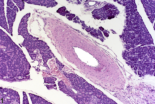 Image of normal blood vessel from a male F344/N rat in a chronic study