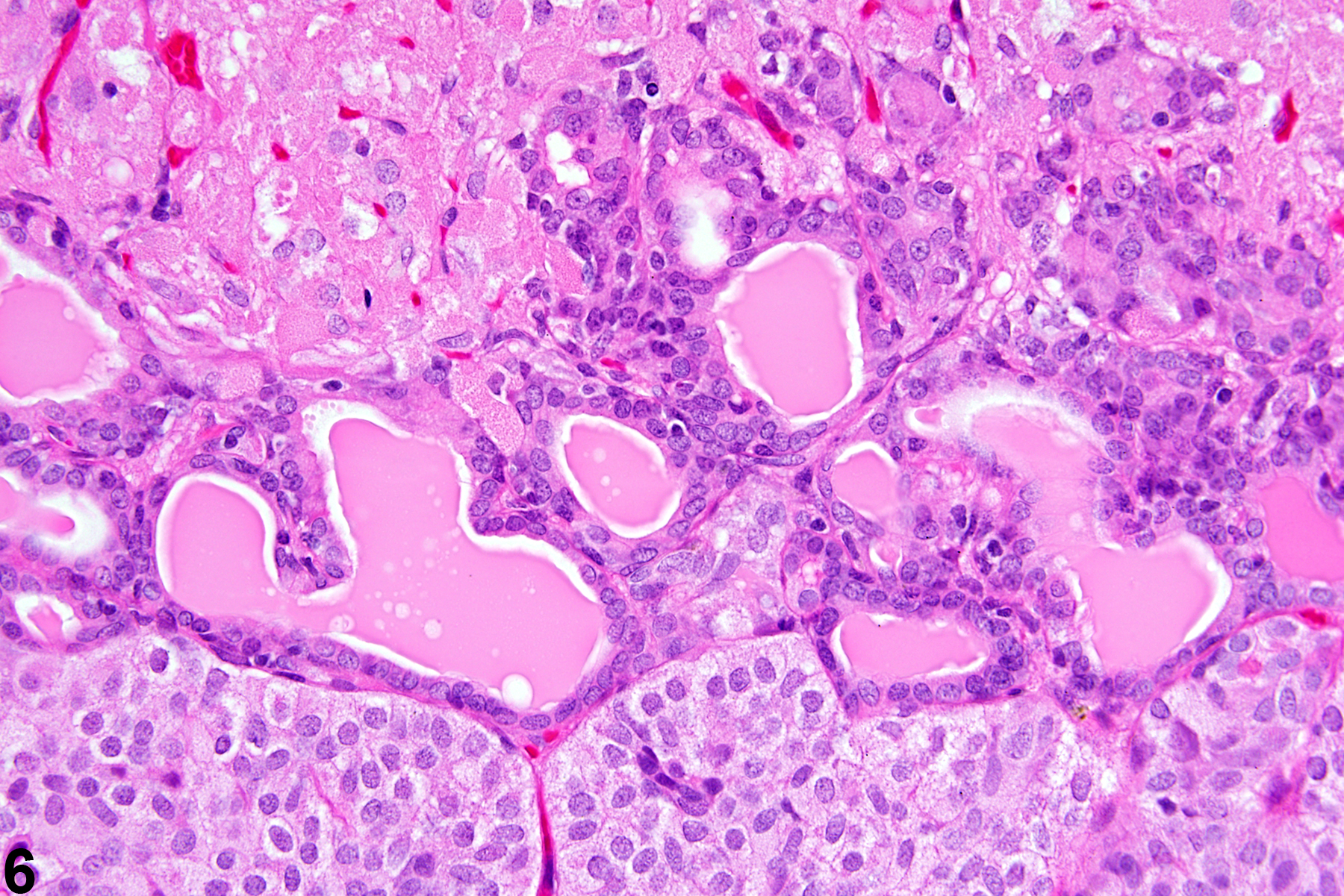 Image of cyst in the pituitary gland from a female F344/N rat in a chronic study