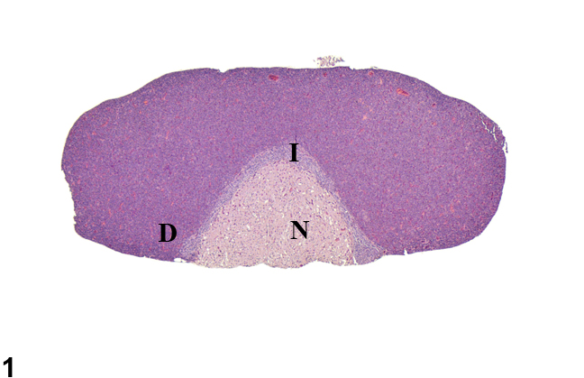 Image of normal pituitary gland from a female F344/N rat in a chronic study