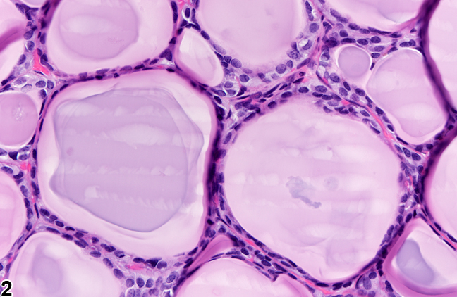 Image of normal thyroid gland from a female Harlan Sprague-Dawley rat in a chronic study