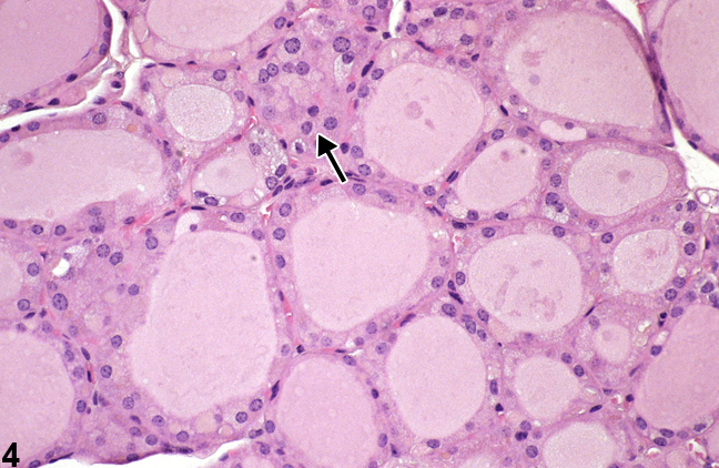 Image of normal thyroid gland from a female Tg.AC (FVB/N) hemizygous mouse in a subchronic study