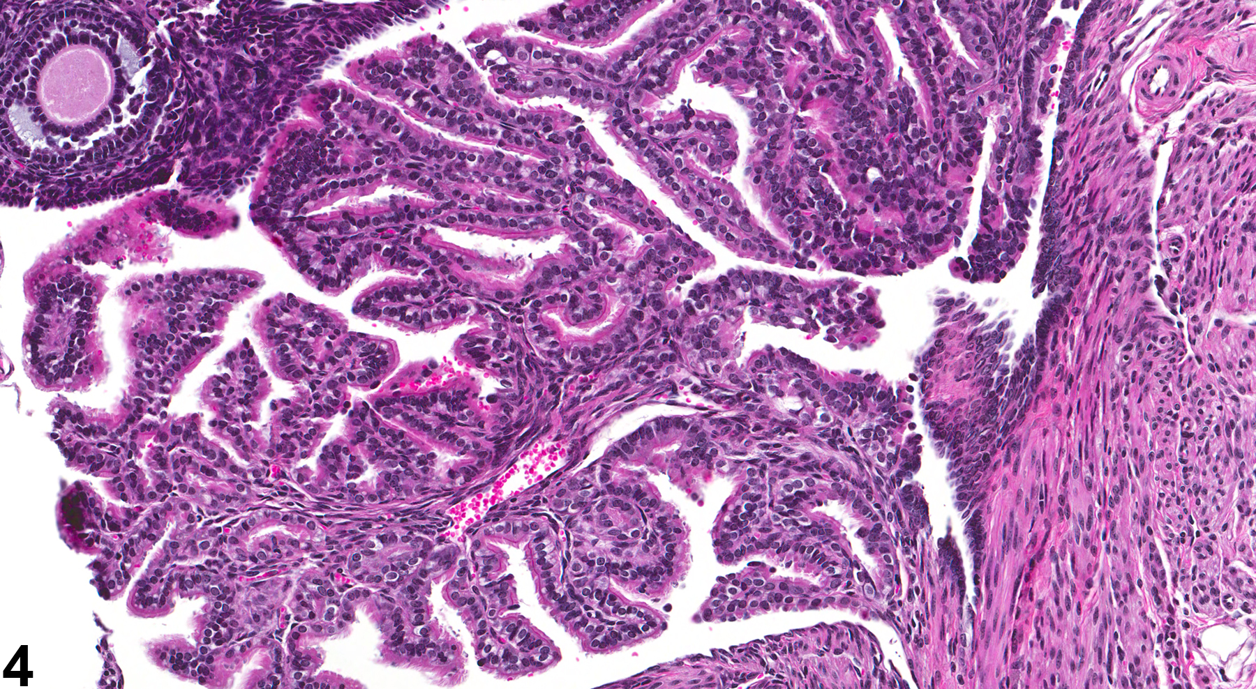 Image of atrophy in the oviduct from a female B6C3F1 mouse in a chronic study