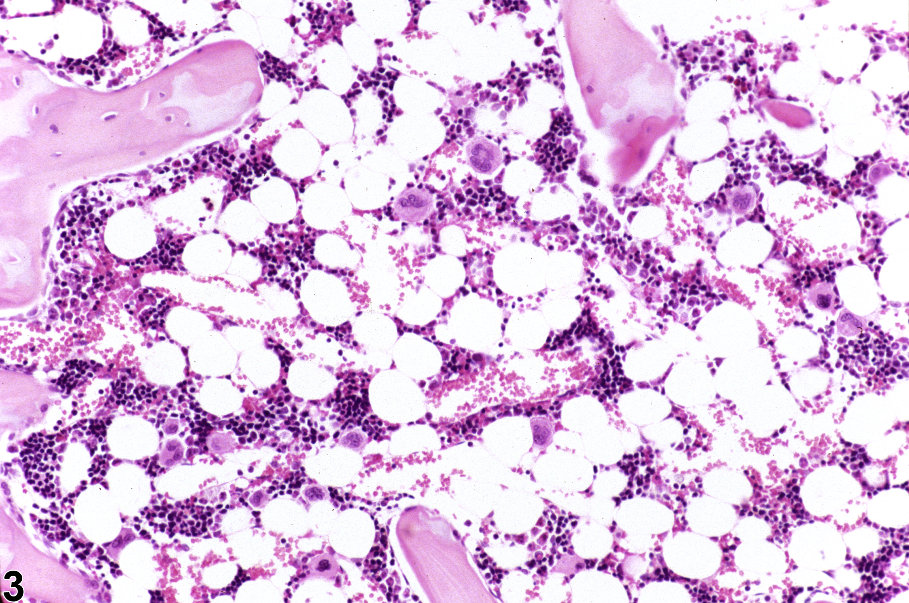 Image of hypercellularity in the bone marrow from a female F344/N rat in a subchronic study