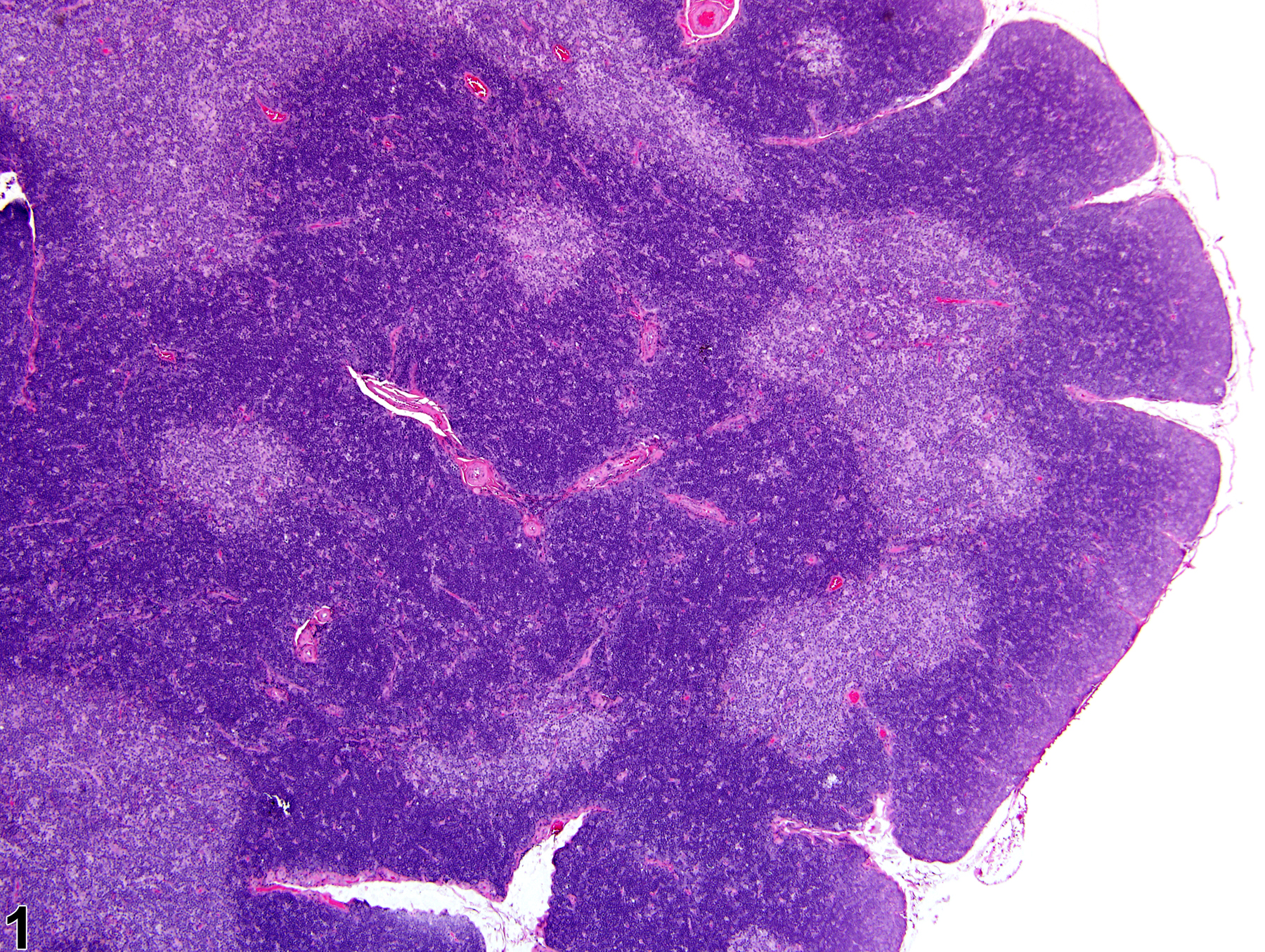 Image of atrophy in the thymus from a male Harlan Sprague-Dawley rat in a subchronic study
