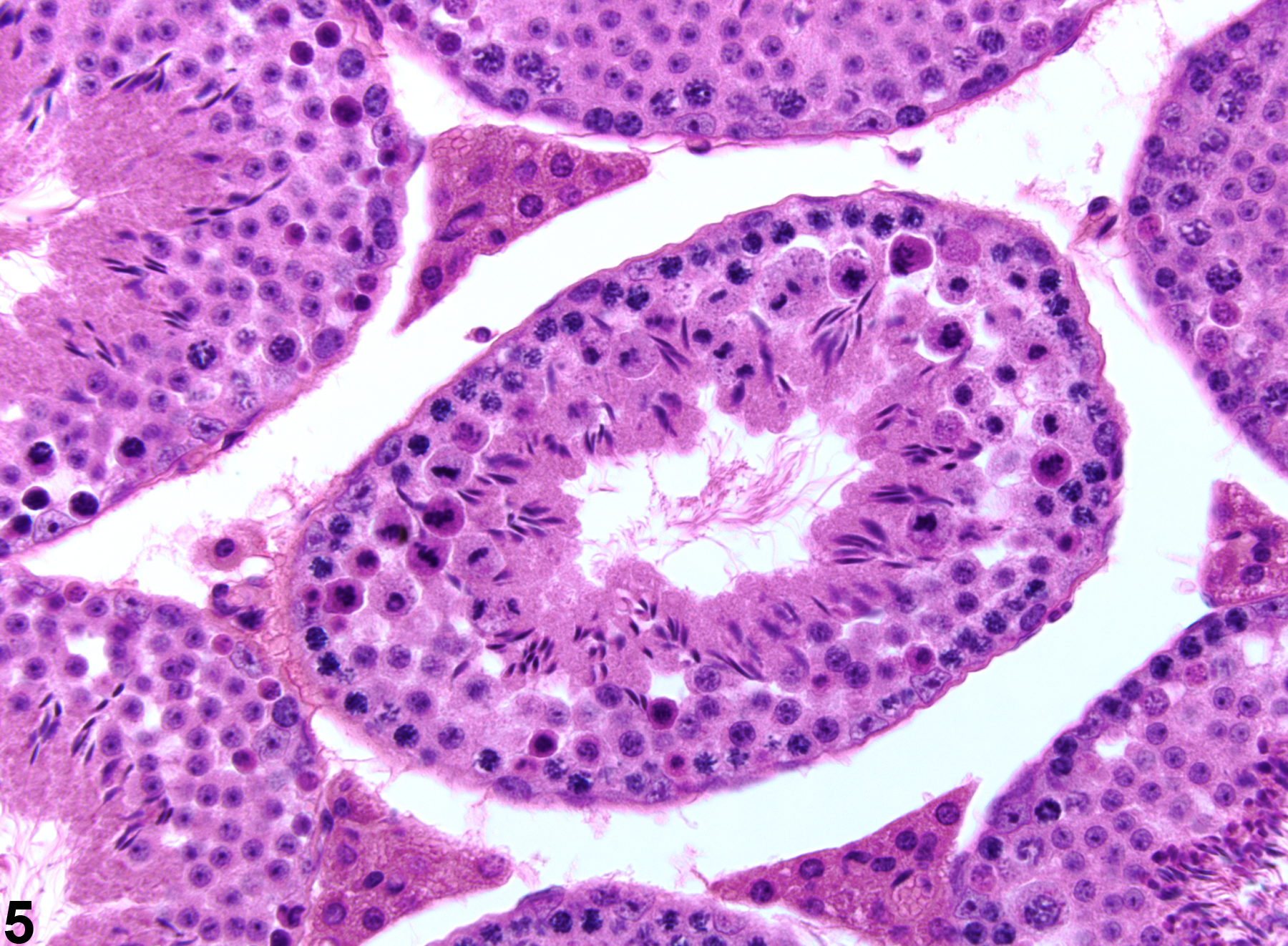 Image of germinal epithelium degeneration in the testis from a male BALB/c mouse in a 12-hour exposure study