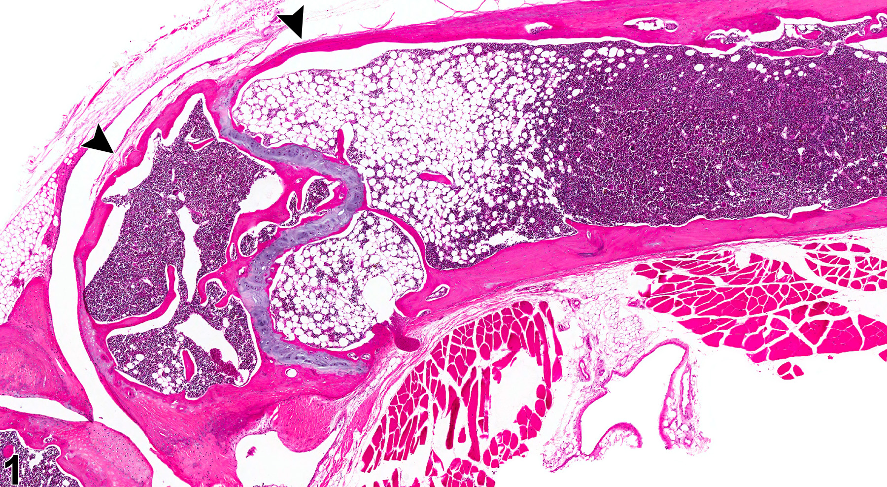 Image of decreased bone in the bone from a female B6C3F1/N mouse in a chronic study