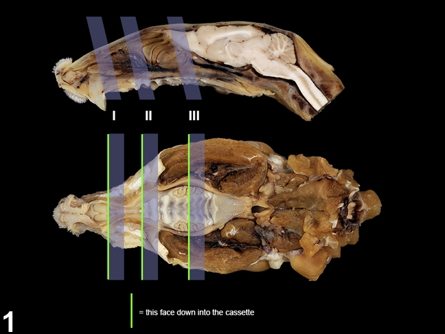 Image of location of 3 levels of the nose routinely examined by the National Toxicology Program.