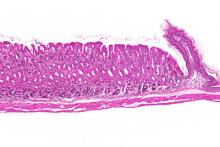 Glandular stomach