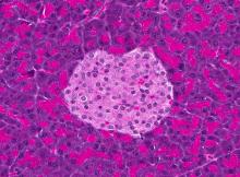 Pancreatic islets